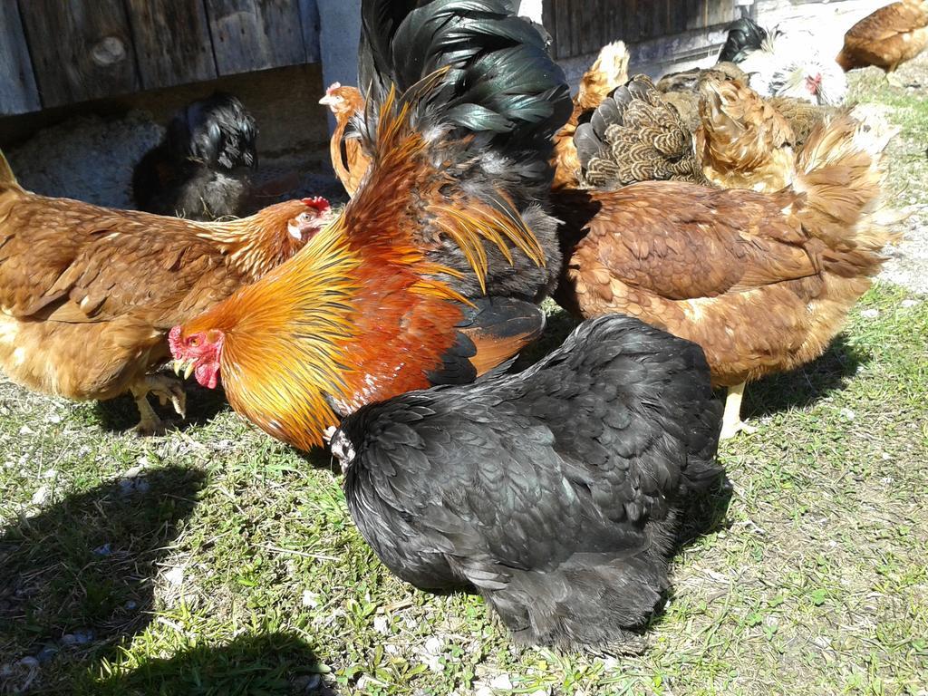 Farm stay Schusterhof